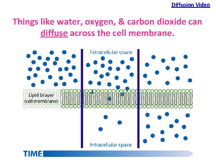 Diffusion Video Things like water, oxygen, & carbon dioxide can diffuse across the cell