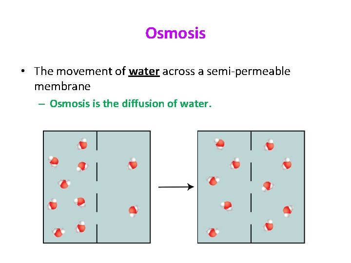 Osmosis • The movement of water across a semi-permeable membrane – Osmosis is the