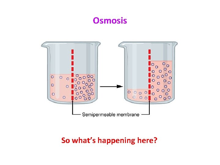 Osmosis So what’s happening here? 
