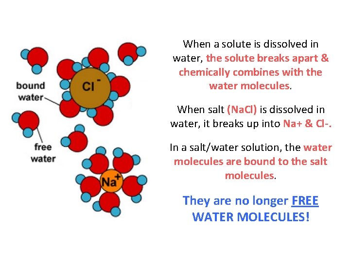 When a solute is dissolved in water, the solute breaks apart & chemically combines
