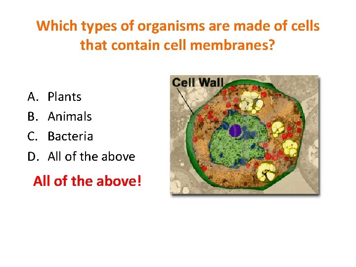 Which types of organisms are made of cells that contain cell membranes? A. B.