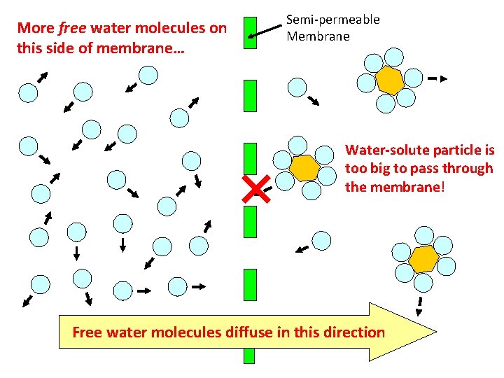 More free water molecules on this side of membrane… Semi-permeable Membrane Water-solute particle is
