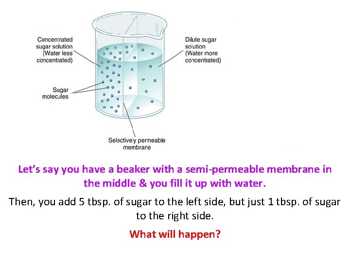 Let’s say you have a beaker with a semi-permeable membrane in the middle &
