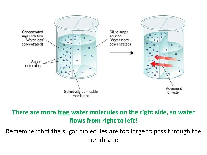 There are more free water molecules on the right side, so water flows from