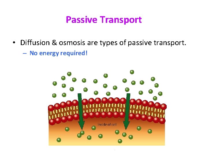 Passive Transport • Diffusion & osmosis are types of passive transport. – No energy