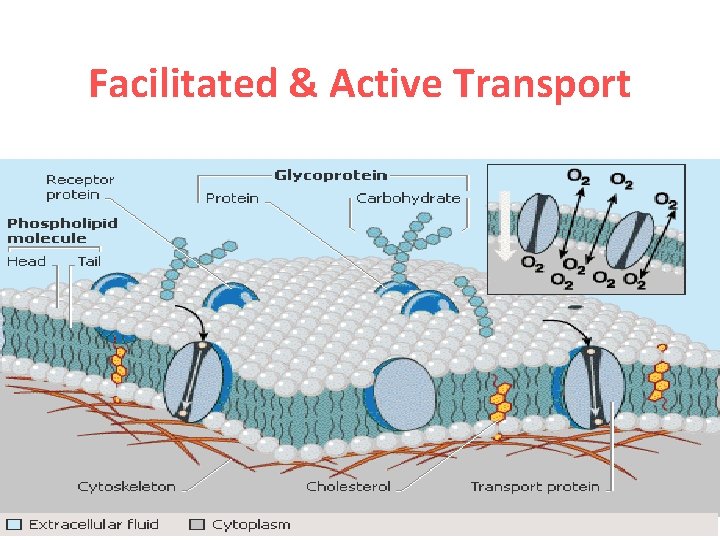 Facilitated & Active Transport 