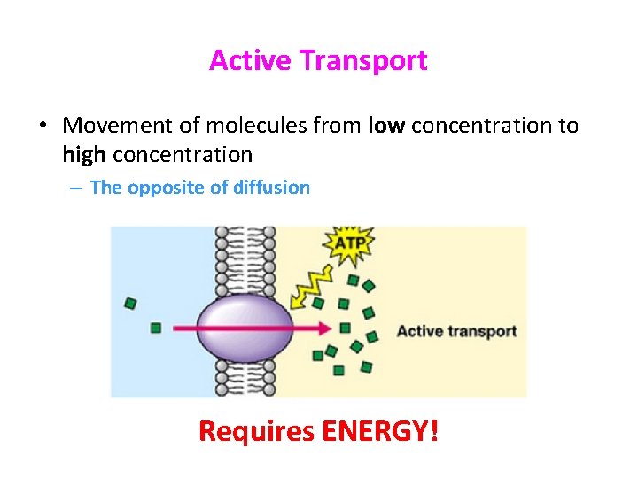 Active Transport • Movement of molecules from low concentration to high concentration – The