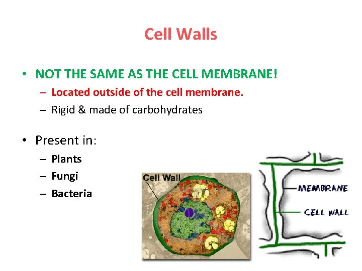 Cell Walls • NOT THE SAME AS THE CELL MEMBRANE! – Located outside of