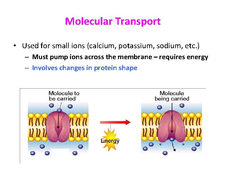 Molecular Transport • Used for small ions (calcium, potassium, sodium, etc. ) – Must