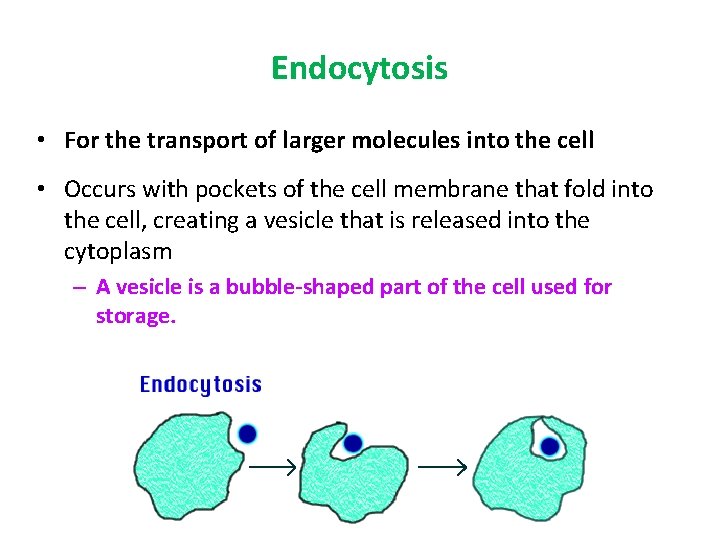 Endocytosis • For the transport of larger molecules into the cell • Occurs with