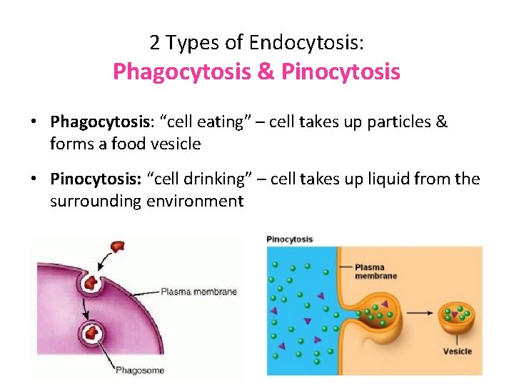 2 Types of Endocytosis: Phagocytosis & Pinocytosis • Phagocytosis: “cell eating” – cell takes