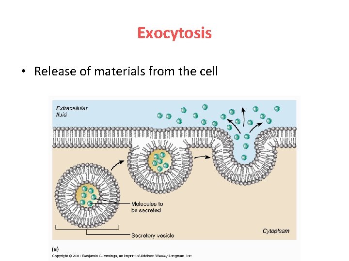Exocytosis • Release of materials from the cell 