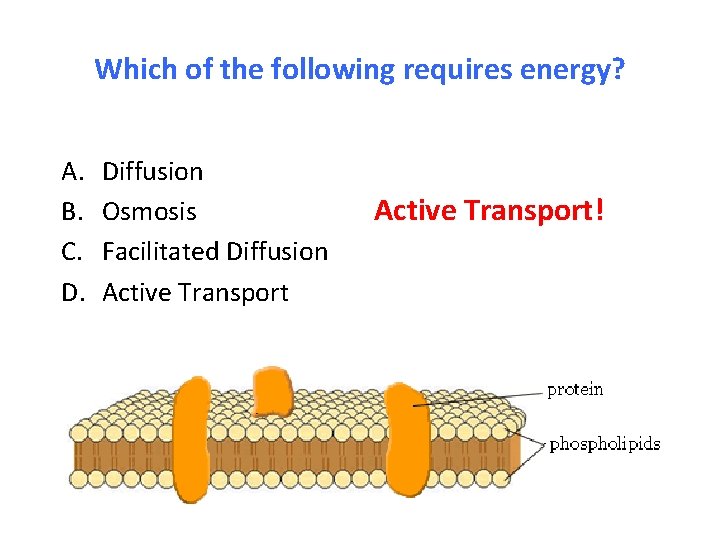 Which of the following requires energy? A. B. C. D. Diffusion Osmosis Facilitated Diffusion