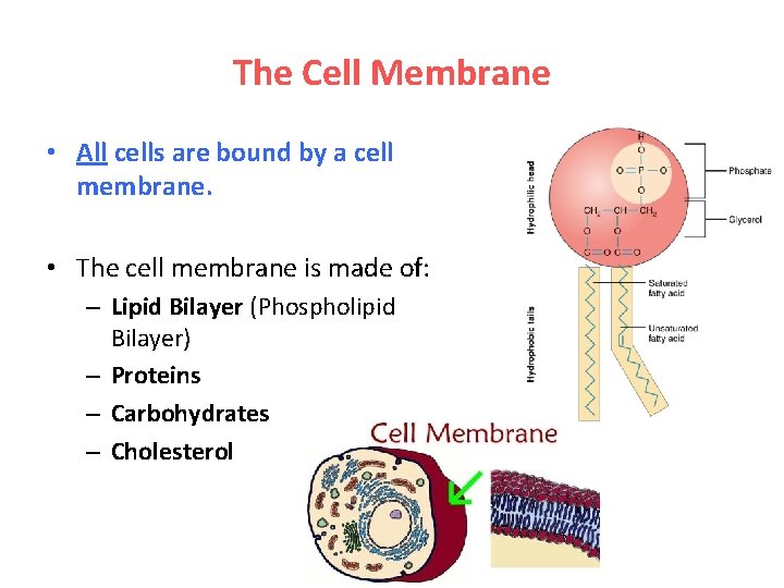 The Cell Membrane • All cells are bound by a cell membrane. • The