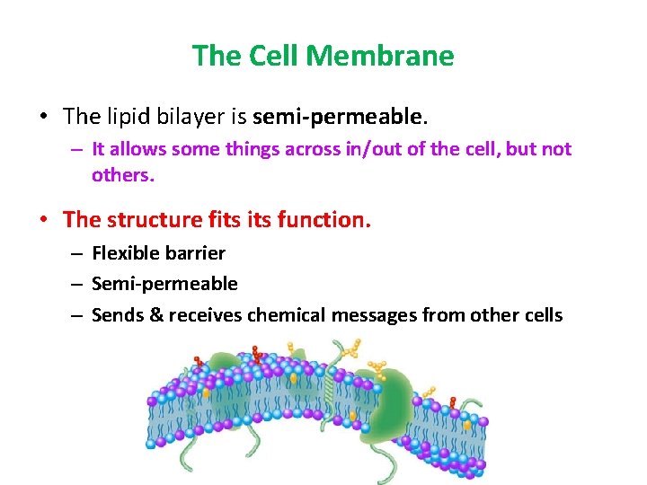 The Cell Membrane • The lipid bilayer is semi-permeable. – It allows some things