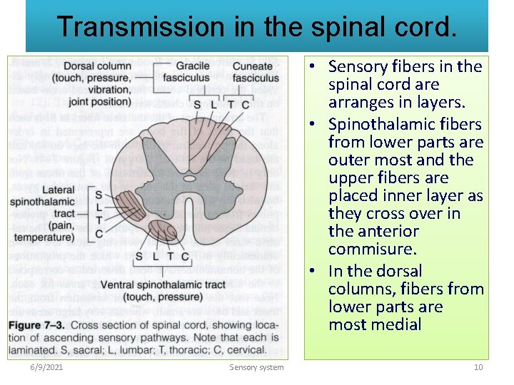 Transmission in the spinal cord. • Sensory fibers in the spinal cord are arranges