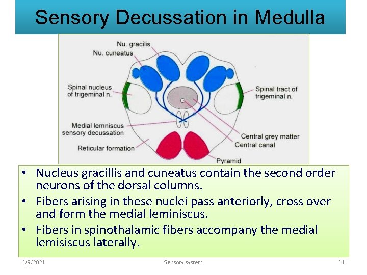 Sensory Decussation in Medulla • Nucleus gracillis and cuneatus contain the second order neurons