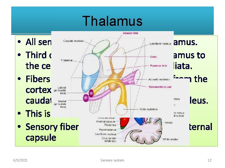 Thalamus • All sensory fibers synapse in the thalamus. • Third order fibers pass