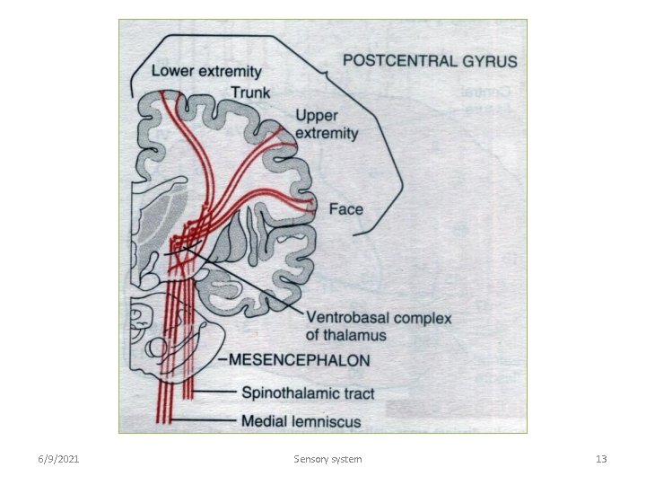 6/9/2021 Sensory system 13 