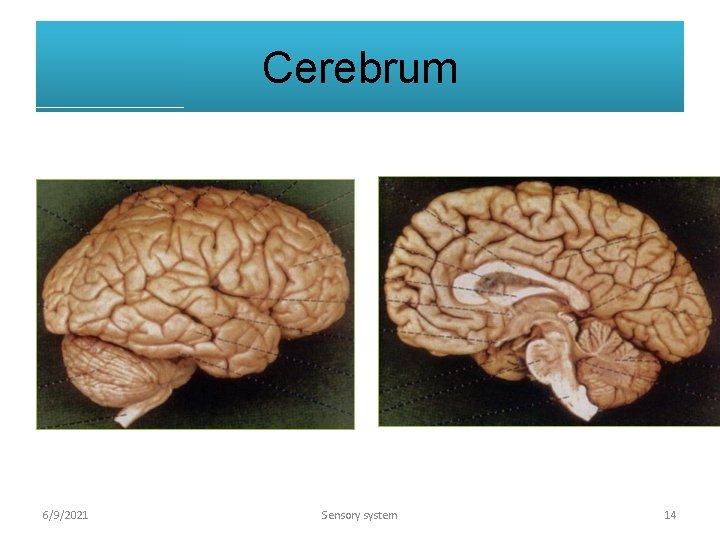 Cerebrum 6/9/2021 Sensory system 14 