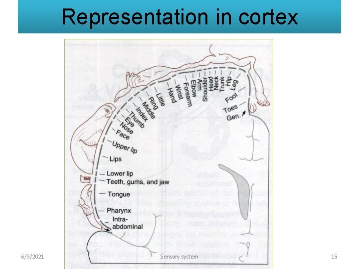 Representation in cortex 6/9/2021 Sensory system 15 