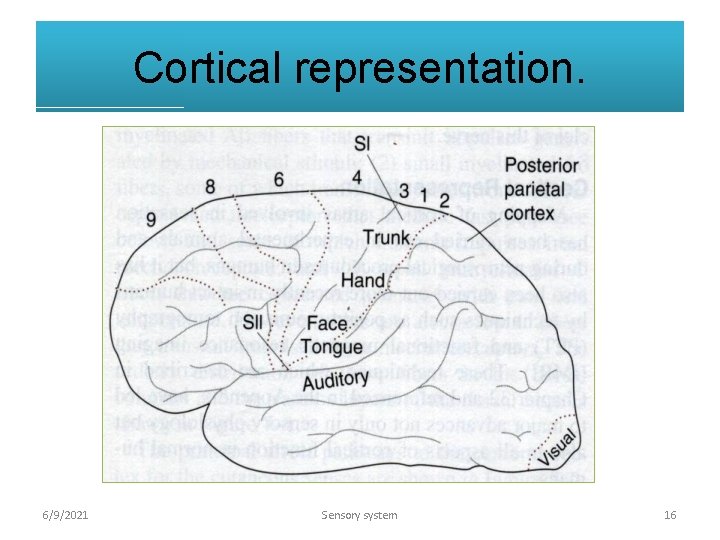 Cortical representation. 6/9/2021 Sensory system 16 