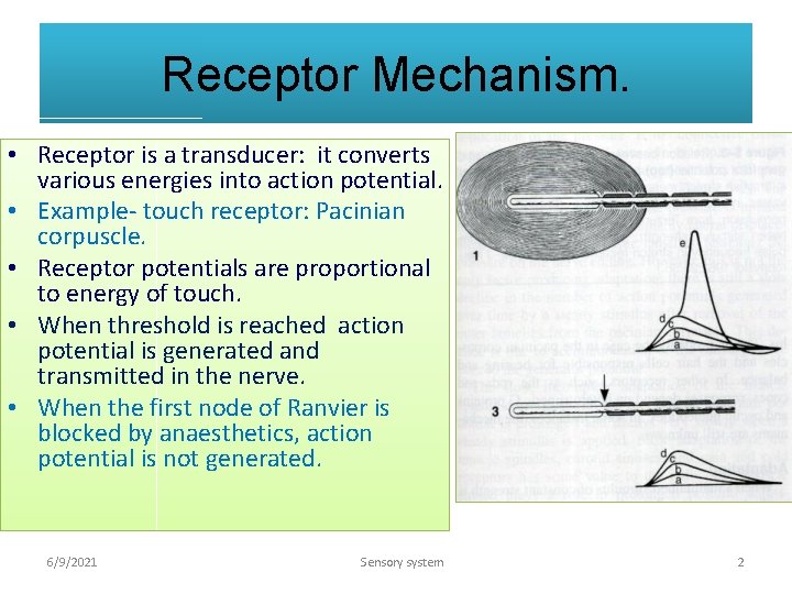 Receptor Mechanism. • Receptor is a transducer: it converts various energies into action potential.
