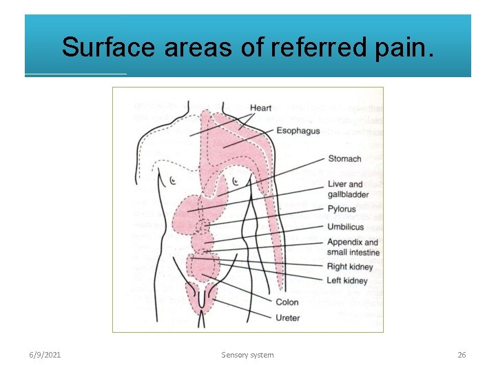 Surface areas of referred pain. 6/9/2021 Sensory system 26 