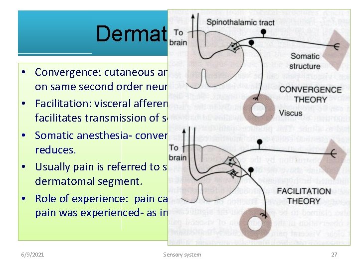 Dermatomal rule. • Convergence: cutaneous and visaral afferents converge on same second order neuron.