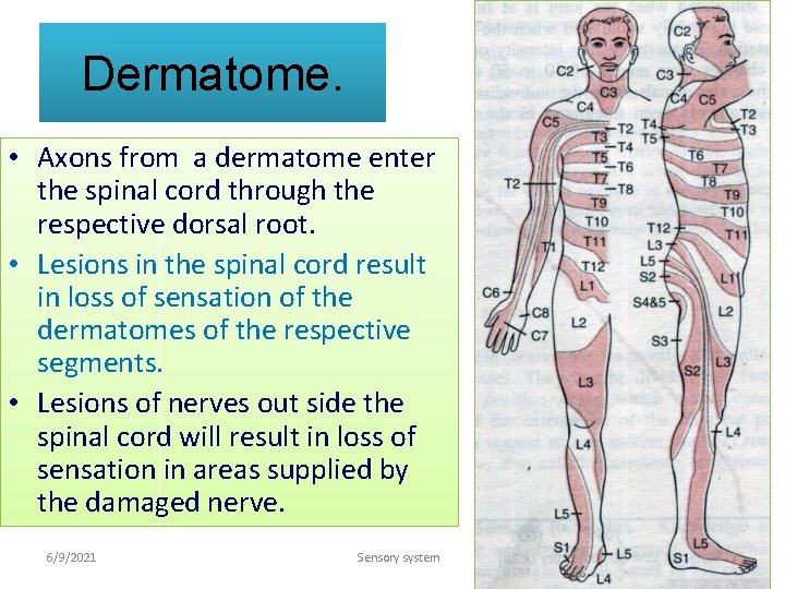 Dermatome. • Axons from a dermatome enter the spinal cord through the respective dorsal