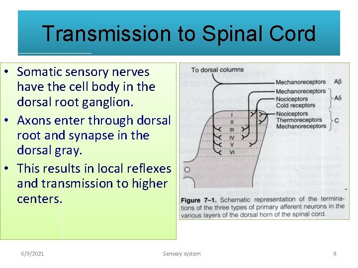 Transmission to Spinal Cord • Somatic sensory nerves have the cell body in the