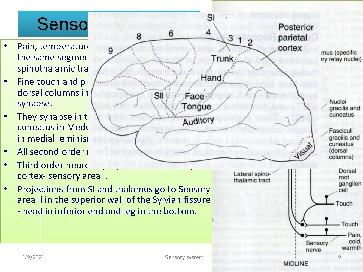 Sensory pathway. • Pain, temperature and crude touch- cross in the same segment and