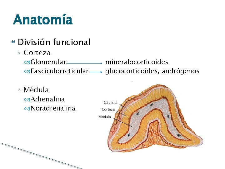 Anatomía División funcional ◦ Corteza Glomerular Fasciculorreticular ◦ Médula Adrenalina Noradrenalina mineralocorticoides glucocorticoides, andrógenos