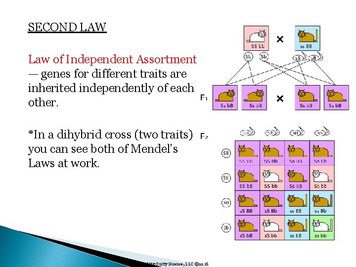 SECOND LAW Law of Independent Assortment — genes for different traits are inherited independently