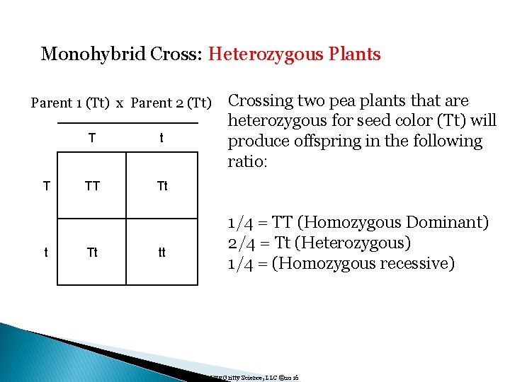 Monohybrid Cross: Heterozygous Plants Parent 1 (Tt) x Parent 2 (Tt) T t TT
