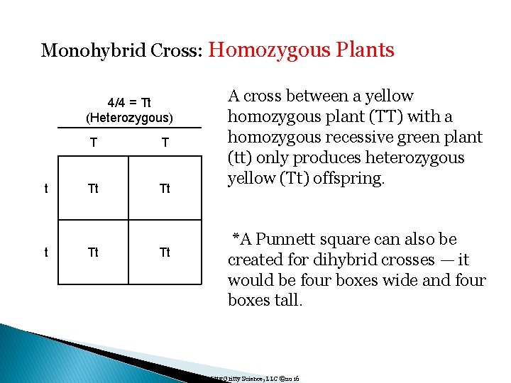 Monohybrid Cross: Homozygous Plants 4/4 = Tt (Heterozygous) t t T T Tt Tt