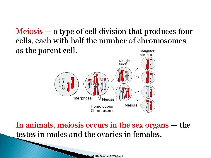 Meiosis — a type of cell division that produces four cells, each with half