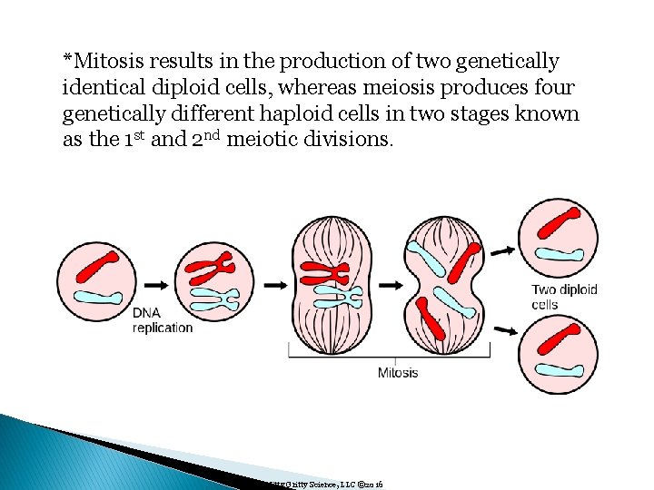 *Mitosis results in the production of two genetically identical diploid cells, whereas meiosis produces
