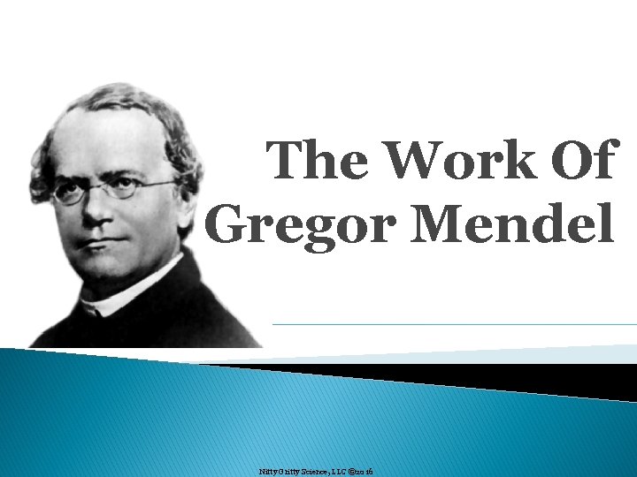 The Work Of Gregor Mendel Nitty Gritty Science, LLC © 2016 