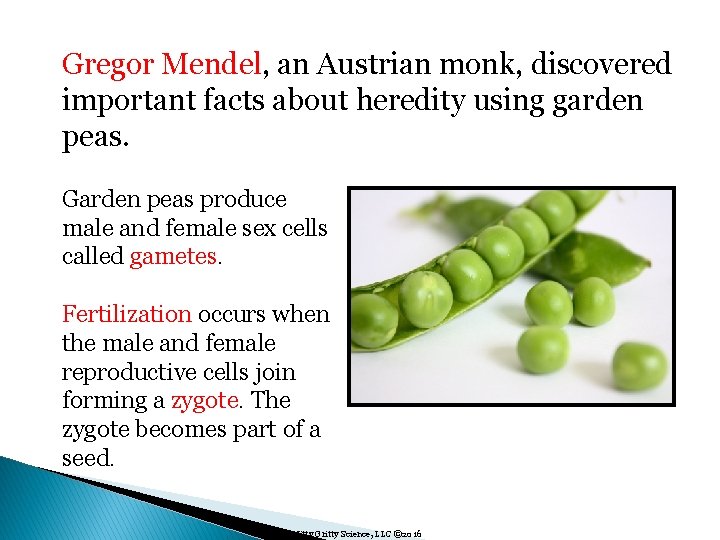 Gregor Mendel, an Austrian monk, discovered important facts about heredity using garden peas. Garden
