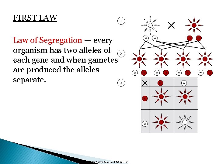 FIRST LAW Law of Segregation — every organism has two alleles of each gene