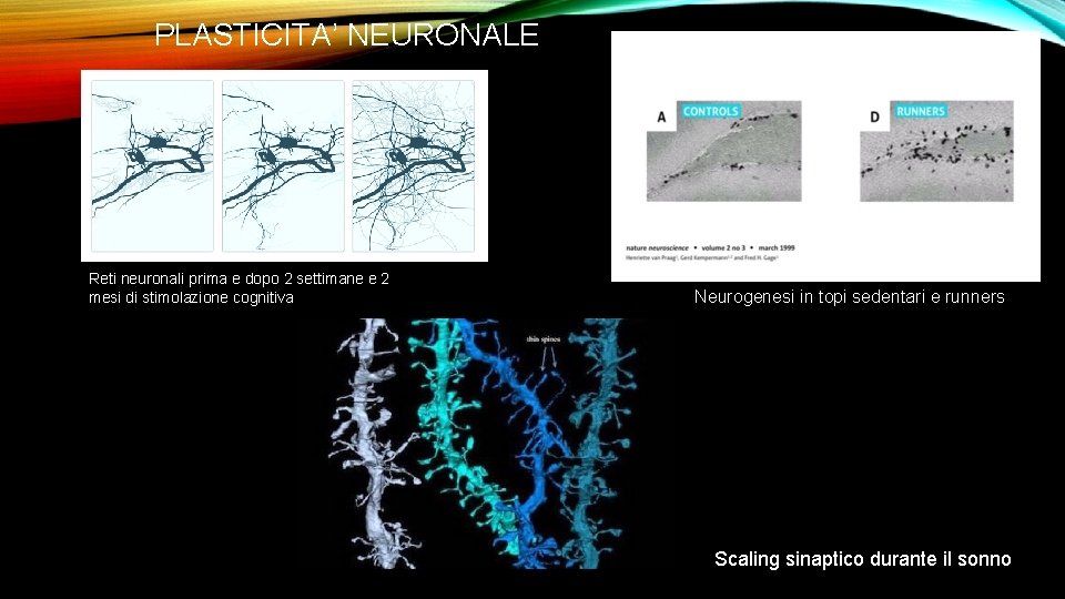 PLASTICITA’ NEURONALE Reti neuronali prima e dopo 2 settimane e 2 mesi di stimolazione