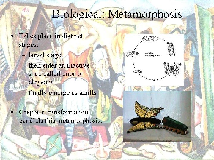 Biological: Metamorphosis • Takes place in distinct stages: – larval stage – then enter