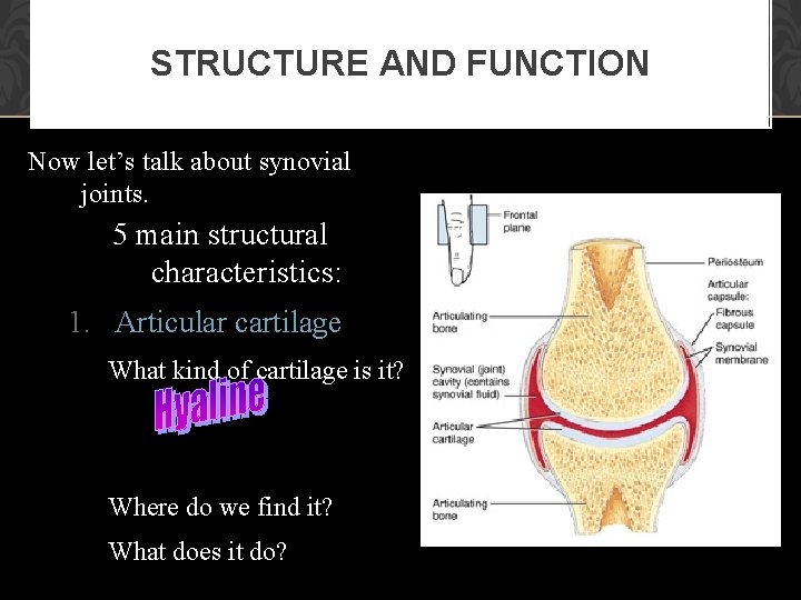 STRUCTURE AND FUNCTION Now let’s talk about synovial joints. 5 main structural characteristics: 1.