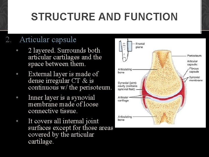 STRUCTURE AND FUNCTION 2. Articular capsule • • 2 layered. Surrounds both articular cartilages