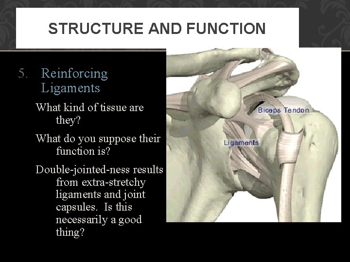 STRUCTURE AND FUNCTION 5. Reinforcing Ligaments What kind of tissue are they? What do