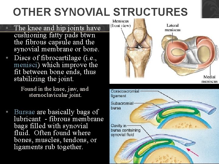 OTHER SYNOVIAL STRUCTURES • The knee and hip joints have cushioning fatty pads btwn