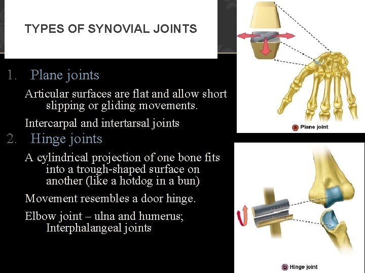 TYPES OF SYNOVIAL JOINTS 1. Plane joints Articular surfaces are flat and allow short