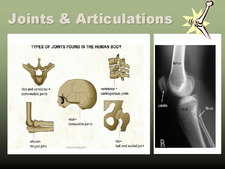 Joints & Articulations 