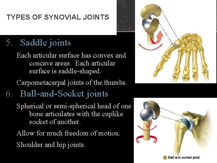 TYPES OF SYNOVIAL JOINTS 5. Saddle joints Each articular surface has convex and concave